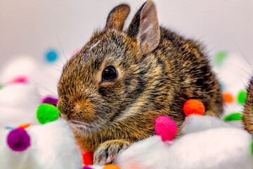 A Tiny Bunny on Cotton Balls