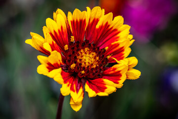 Red and Yellow Macro Indian Blanket  Flower Bud in Sunshine Garden
