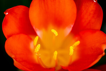Red and Yellow Bush Lily Flower Macro in Sunlight Garden