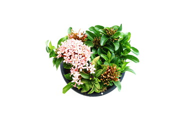 Pink spike flower isolated on white background