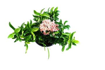 Pink spike flower isolated on white background