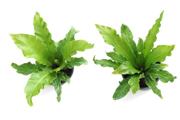 Bird's nest fern isolated on white background