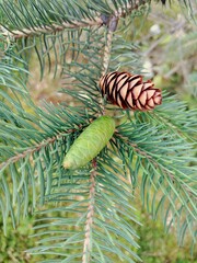 pine cones and needles