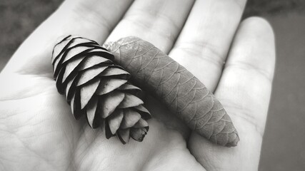 wedding rings on the hands