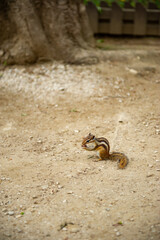 Squirrel Storing Food