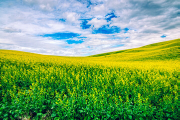 Yellow Crop Fields and hills