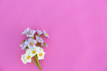 Little violet and white flowers on light pink paper background. Minimalistic blossom mock up.