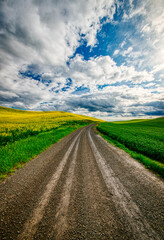 Country Dirt Road and Crop Fields