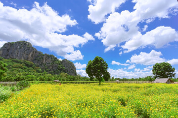 Beautiful yellow cosmos field with big mountain background.