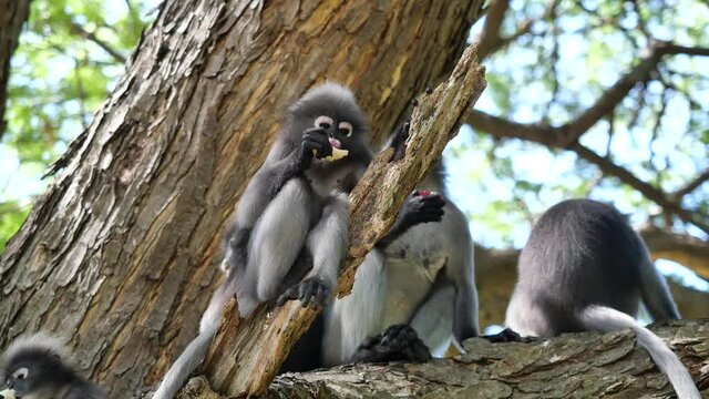 Group of monkeys sitting on tree in the forest, The golden yellow childhood monkey and other Dusky leaf monkey ( Spectacled langur ) at Prachuap Khiri Khan Province, Thailand
