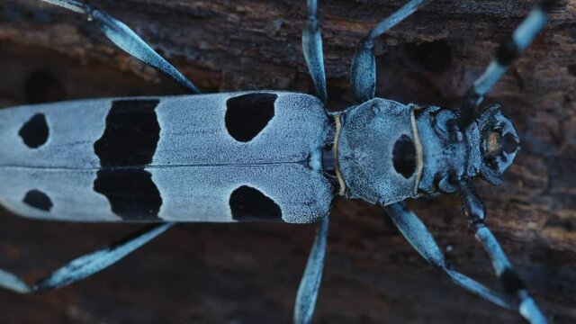 The close-up of the Rosalia longicorn (Rosalia alpina) or Alpine longhorn beetle