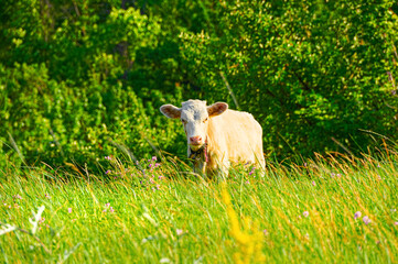 Cow close-up grazing in a green pasture.