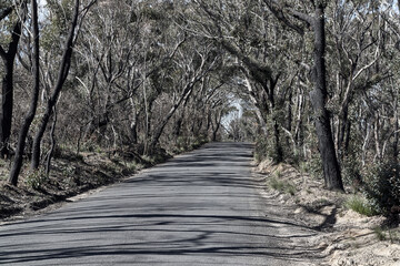 Scenes from Hat Hill Rd, at Blackheath, The Blue Mountains, after the bushfires of Jan 2020, and in a state of recovery.