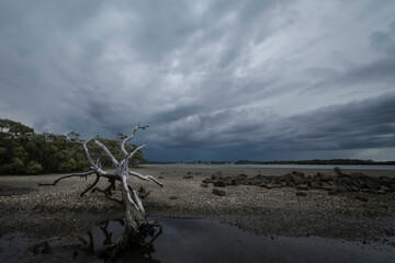 Tree on a beach during a storm