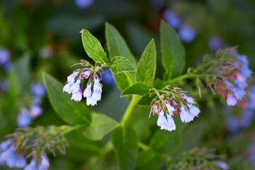 Obraz premium Little blue spring flowers. Lobelia.