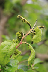 Black aphids infestation on green apple leaves in the orchard on springtime
