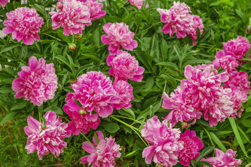 bush with many bright pink peonies