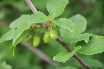 Green unripe fruits of a Cornelian cherry tree in the garden. Cornus mas on summer