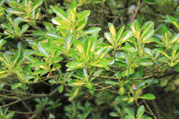 Close-up of Euonymus japonica bush with yellow and green leaves. Evergreen plant called Japanese spindle tree with blossoms 