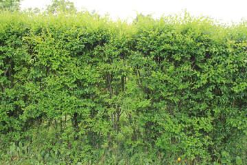 Fototapeta na wymiar Common privet hedge with fresh new green leaves on summer season. Ligustrum vulgare tree in the garden 