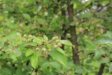 Small green unripe ornamental apples on branch in the orchard 