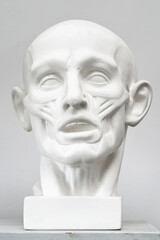 Plaster head model to learn to draw head on fine art lessons at studio
