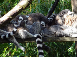 Câlins de lémuriens