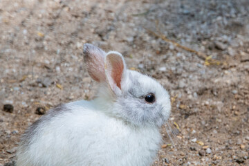 side view of a young rabbits sittng