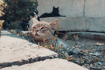 Grey young cat relax and laid his head a on a concrete curb as on a pillow