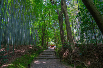 京都　地蔵院（竹の寺）の竹林と新緑