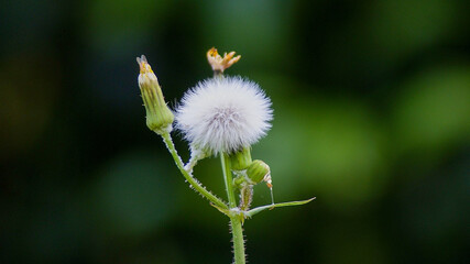 丸い綿毛が可愛いタンポポの種も風が吹くと・・・