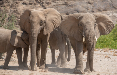 Elefanten im Etosha National Park Namibia Südafrika