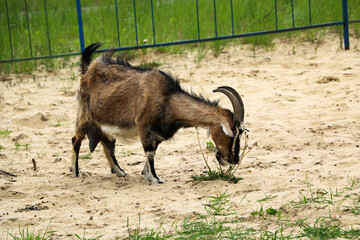 goat with beautiful hair and long horns grazes on sandy soil with small patches of grass.  goat eats juicy green grass for milk production.
