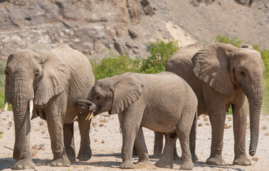 Fototapeta premium Elefanten im Etosha National Park Namibia Südafrika