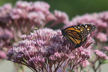 orange butterfly sitting on pink flowers