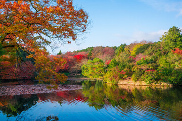 京都　龍安寺の紅葉　鏡容池（きょうようち）