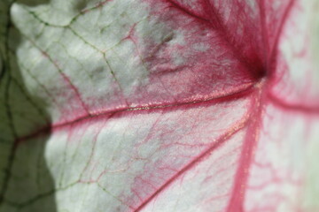 white and red leaf in daylight