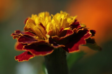 red and yellow flower in natural lighting