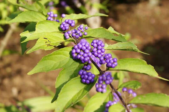 18 Best オオムラサキシキブ Images Stock Photos Vectors Adobe Stock