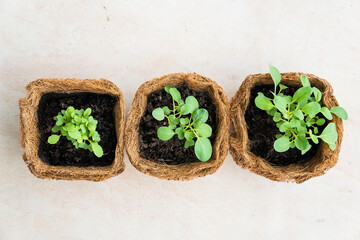 a growing plant on a coir pot