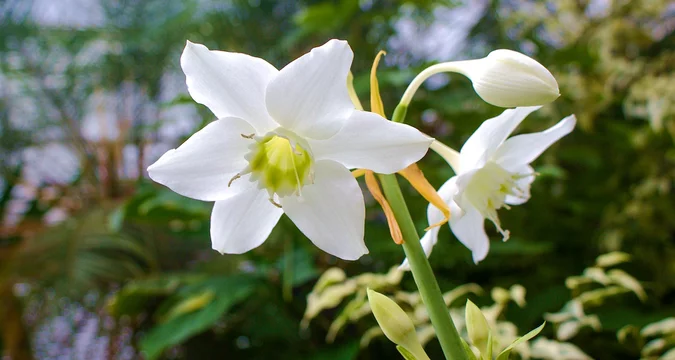 ユーチャリス アマゾンリリー は花嫁さんに人気の花なんだとか Stock Photo Adobe Stock