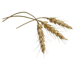 Three white spikelets of wheat on a white background