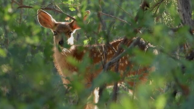 A mule deer fawn hides among forest foliage in the  freeze response to avoid predators.