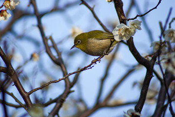 春近し、梅の木に蜜を吸いに来たメジロが一羽