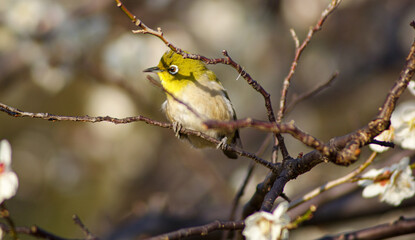 春近し、梅の木に蜜を吸いに来たメジロが一羽