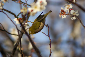 春近し、梅の木に蜜を吸いに来たメジロが一羽
