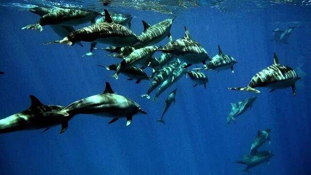 Pod Of Bottlenose Dolphins Swimming Underneath The Blue Ocean With Sunlight reflecting On Their Gray Skin.  - slow motion
