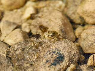 Small frog, Pelophylax perezi, on a stone, in a pond on the river Cazuma, Bicorp, Spain