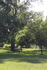 Fototapeta na wymiar trees in the park in daylight