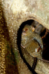 very rare and endemic Spectral Tarsier, Tarsius spectrum,Tangkoko National Park, Sulawesi, the worlds smallest primate, Indonesia wildlife